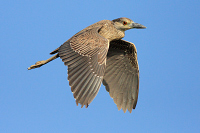 Yellow-crowned Night Heron