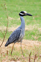 Yellow-crowned Night Heron