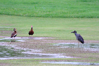 Yellow-crowned Night Heron