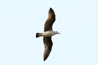 Yellow-legged Gull