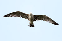 Yellow-legged Gull