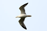 Yellow-legged Gull