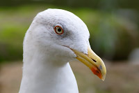 Yellow-legged Gull