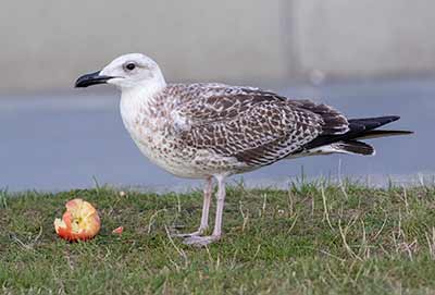 Yellow-legged Gull