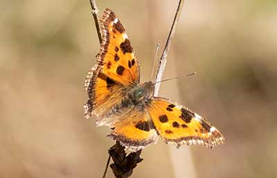Yellow-legged Tortoiseshell