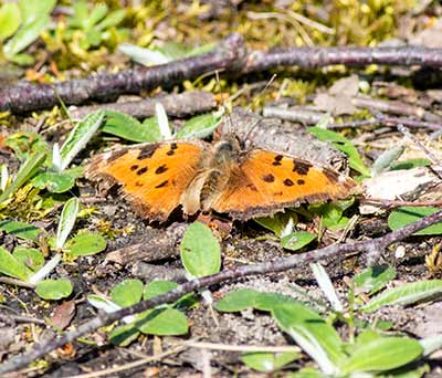 Yellow-legged Tortoiseshell