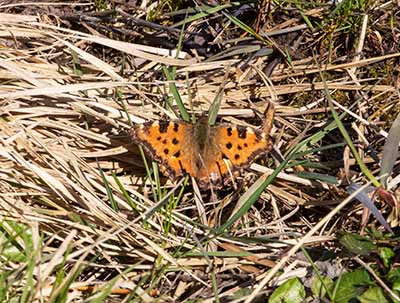 Yellow-legged Tortoiseshell