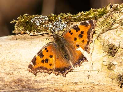 Yellow-legged Tortoiseshell