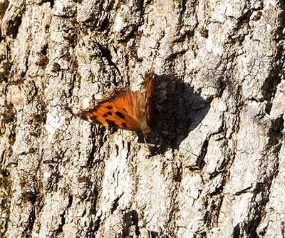 Yellow-legged Tortoiseshell