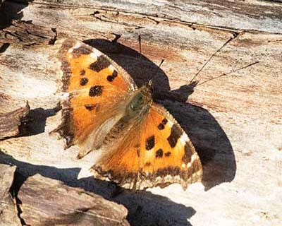 Yellow-legged Tortoiseshell