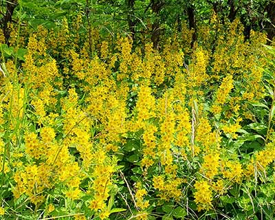 Yellow Loosestrife