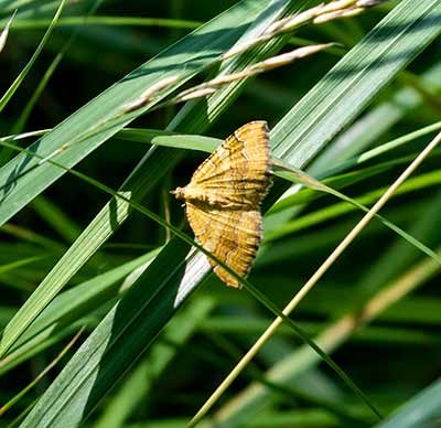 Yellow Shell