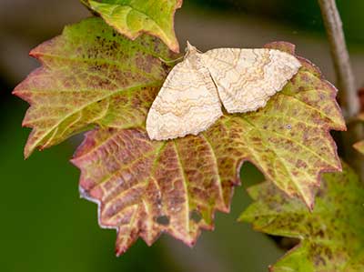 Yellow Shell