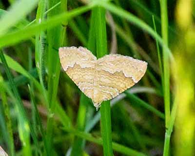 Yellow Shell