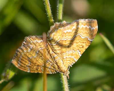Yellow Shell