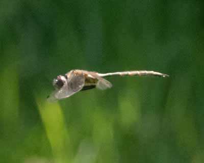Yellow-spotted Emerald