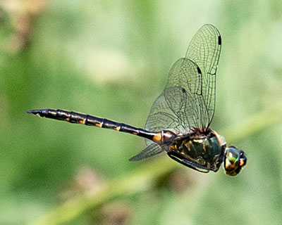 Yellow-spotted Emerald