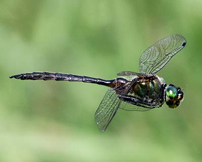 Yellow-spotted Emerald