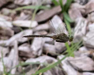 Yellow-spotted Emerald