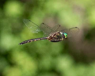 Yellow-spotted Emerald