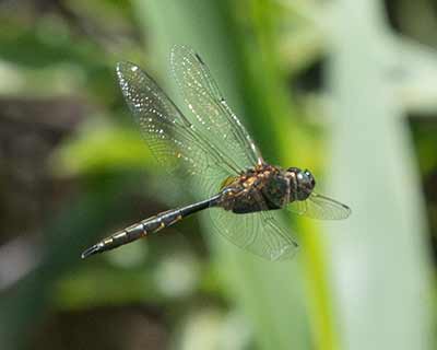 Yellow-spotted Emerald (Somatochlora flavomaculata) [Ejby Mose (Glostrup), Denmark]