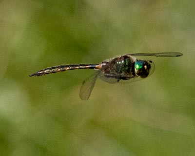 Yellow-spotted Emerald