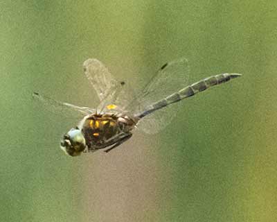 Yellow-spotted Emerald