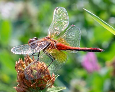 Yellow-winged Darter