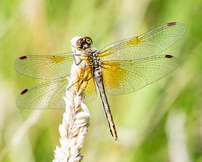 Yellow-winged Darter