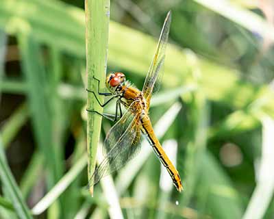 Yellow-winged Darter