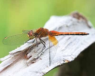 Yellow-winged Darter