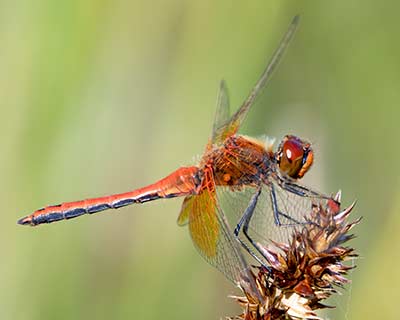 Yellow-winged Darter