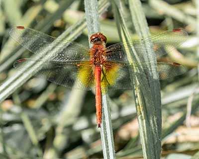 Yellow-winged Darter