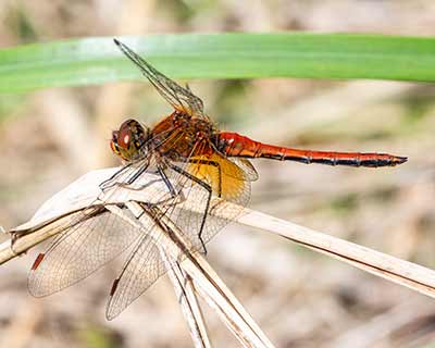 Yellow-winged Darter