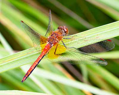 Yellow-winged Darter