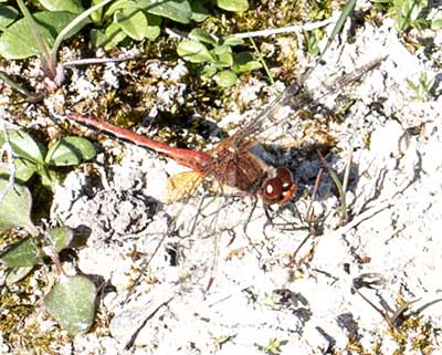 Yellow-winged Darter