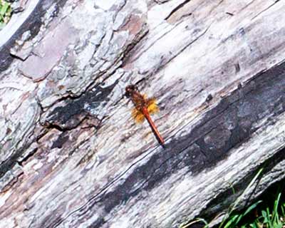 Yellow-winged Darter