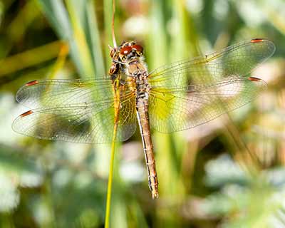 Yellow-winged Darter