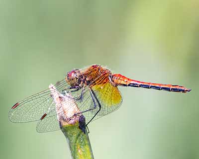 Yellow-winged Darter
