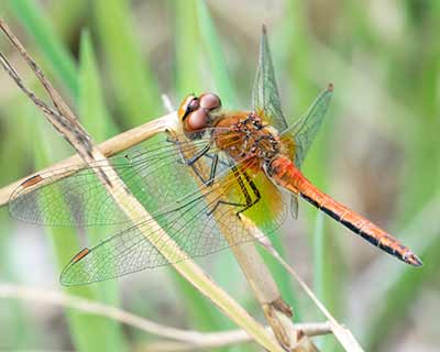 Yellow-winged Darter