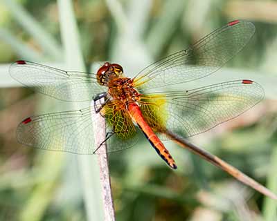 Yellow-winged Darter