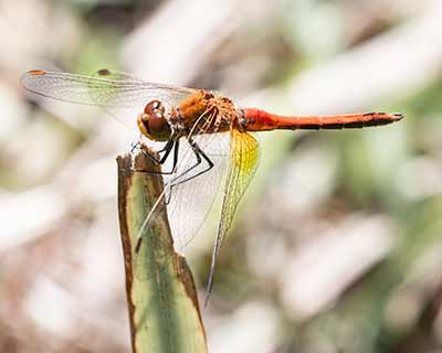 Yellow-winged Darter