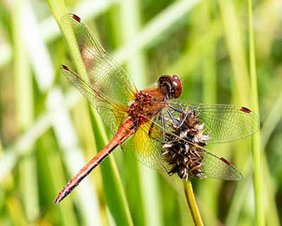 Yellow-winged Darter