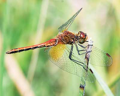 Yellow-winged Darter