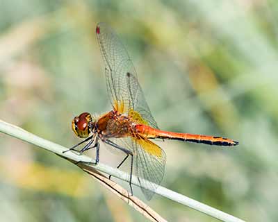 Yellow-winged Darter