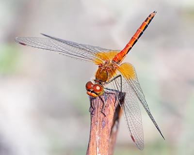 Yellow-winged Darter