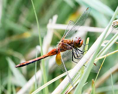 Yellow-winged Darter