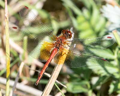 Yellow-winged Darter