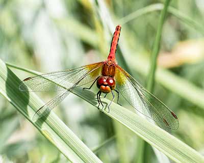 Yellow-winged Darter
