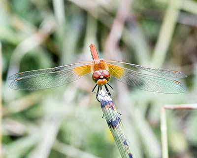 Yellow-winged Darter